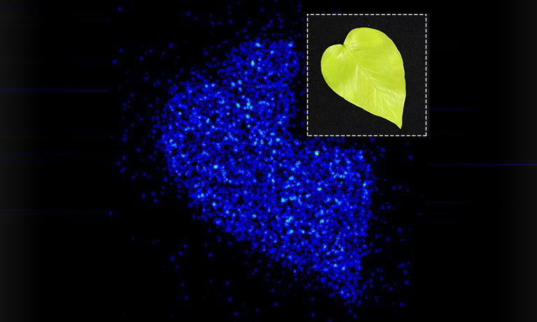 Photosynthesis evaluation technology by photon detection