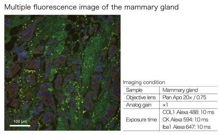 Measurement Examples: mammary gland