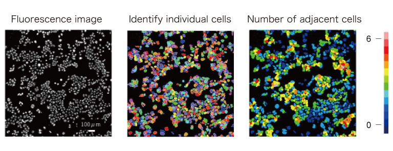 Analysis of the number of adjacent cells