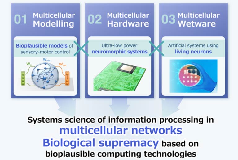 About Multicellular Neurobiocomputing: Understanding and Advancing towards Biological Supremacy