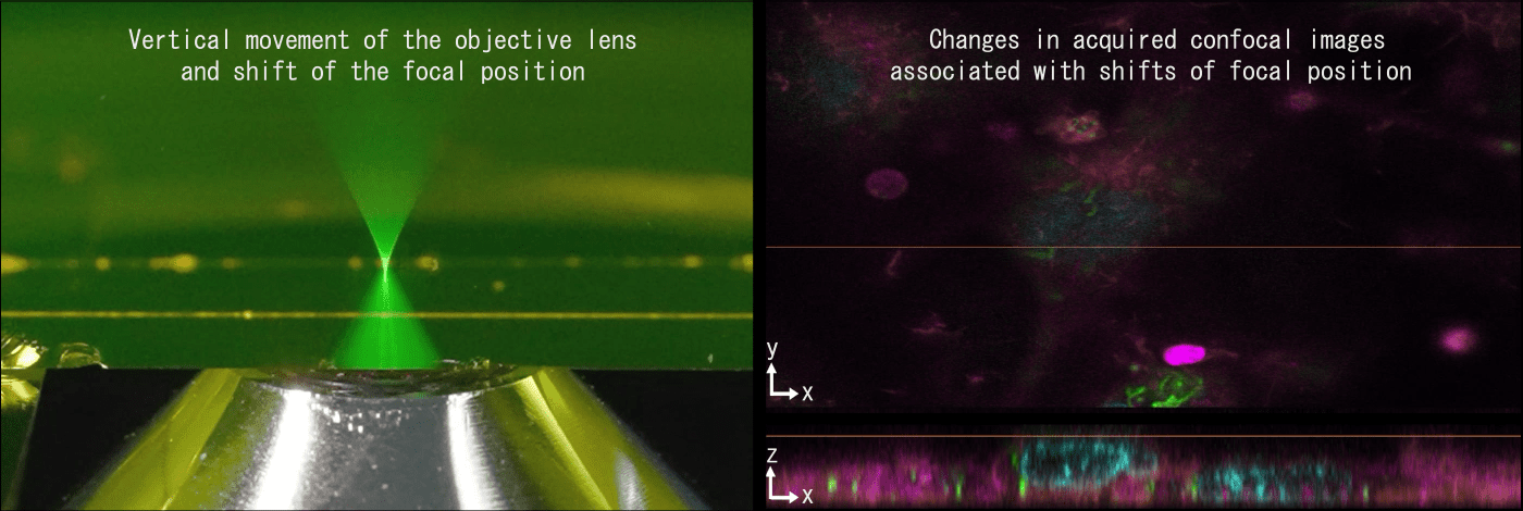 The focused laser spot moves with the vertical movement of the objective lens and the acquired image changes accordingly.
