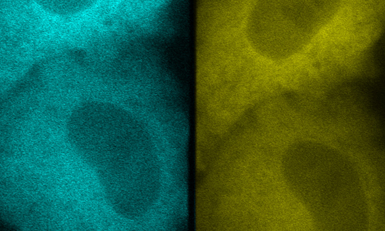 FRET（フェルスター共鳴エネルギー移動）