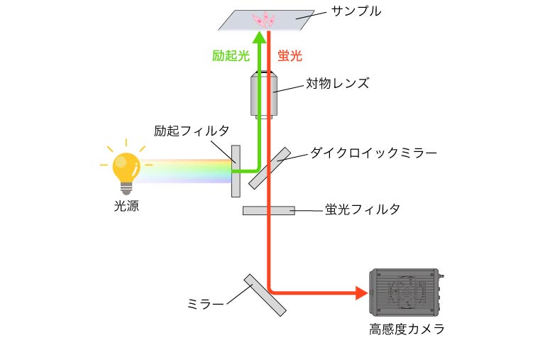 落射蛍光顕微鏡の模式図