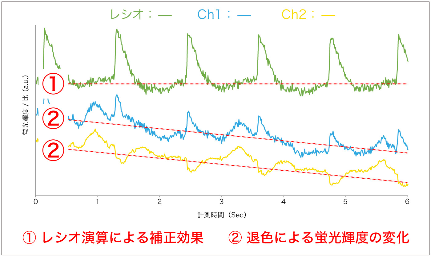 di-4-ANEPPS-退色による蛍光輝度の変化