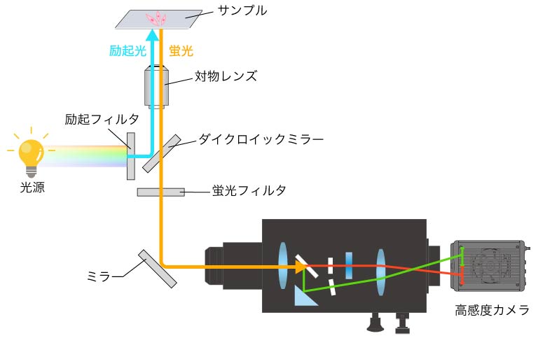 2波長同時計測方式