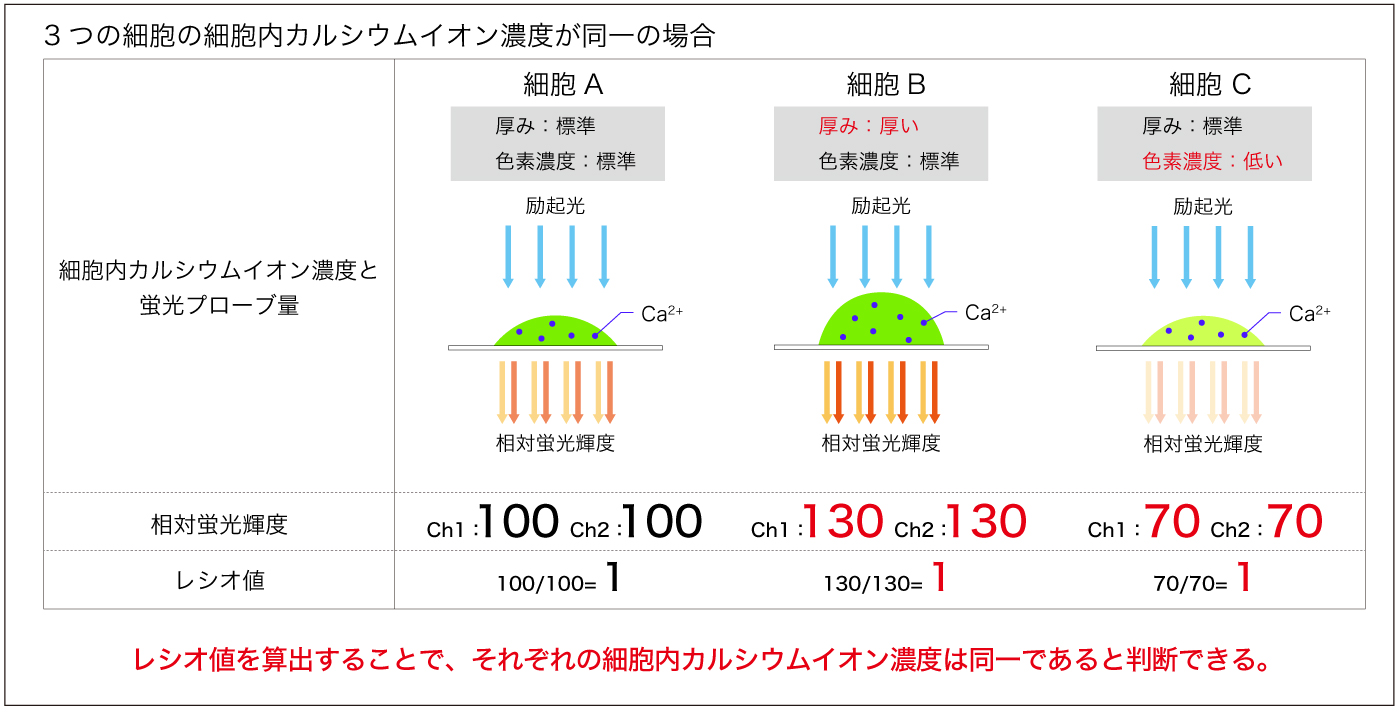 2波長-細胞内カルシウム濃度が同一の場合