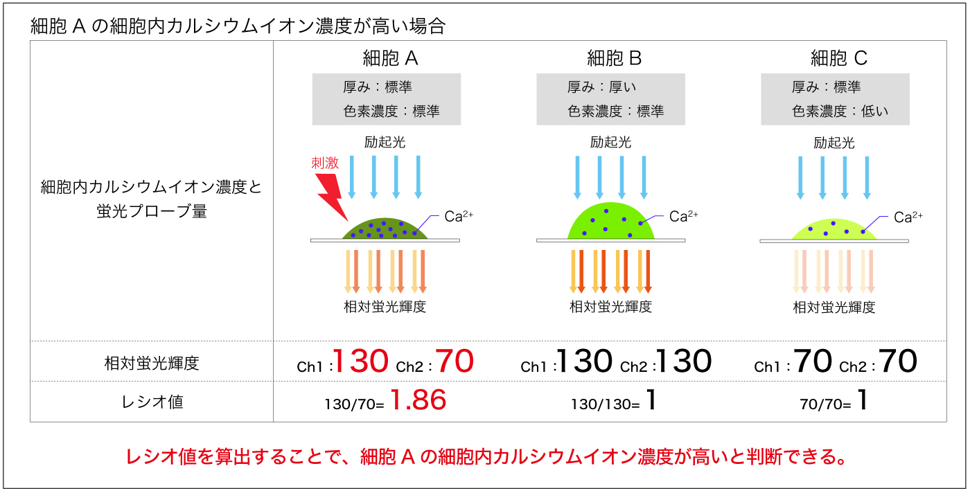 2波長-細胞Aの細胞内カルシウム濃度が高い場合