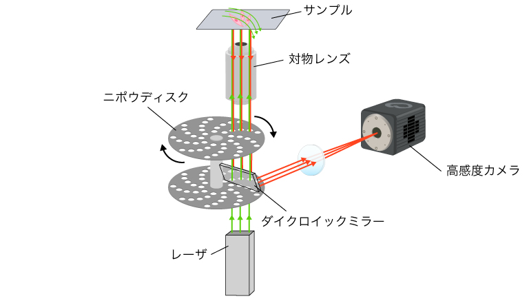 ニポウディスク型共焦点顕微鏡の模式図