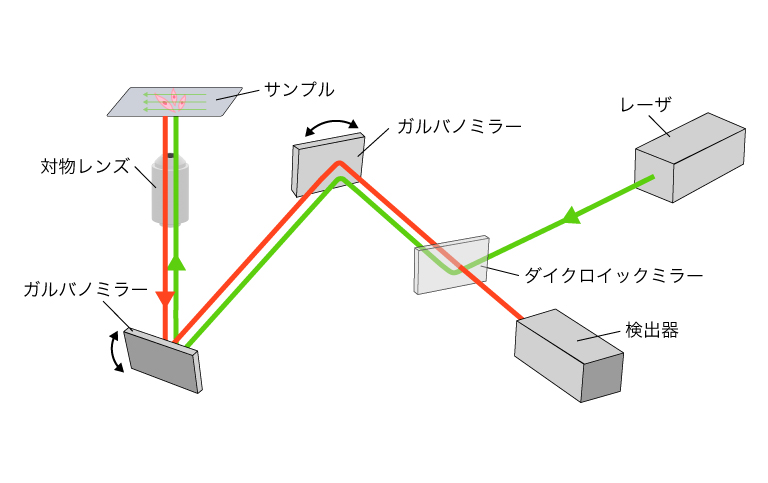 ポイントスキャン型共焦点顕微鏡の模式図
