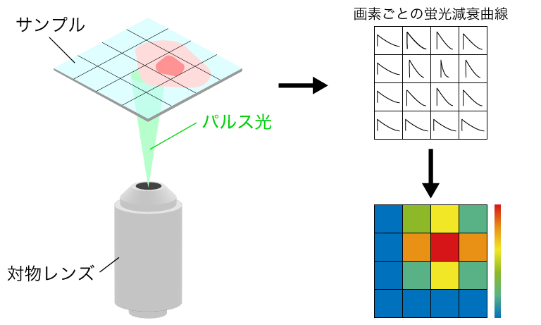 蛍光寿命顕微鏡の原理