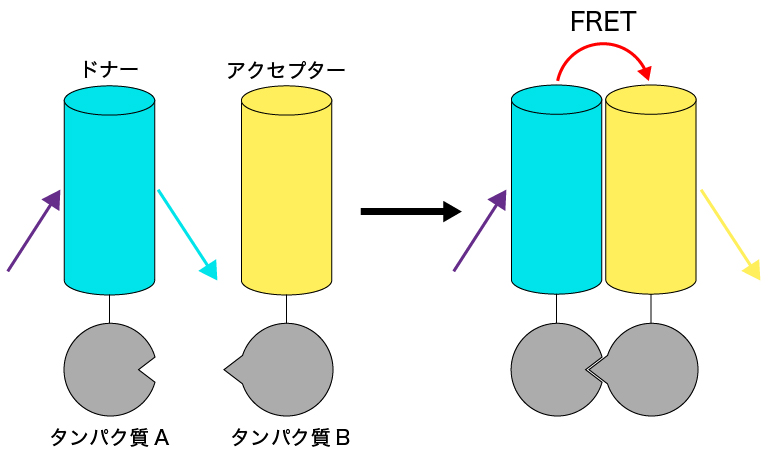 分子間FRETの模式図