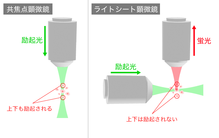 共焦点顕微鏡とライトシート顕微鏡の照明法の違い