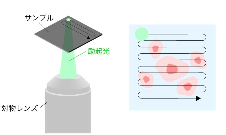 共焦点顕微鏡の励起光照射