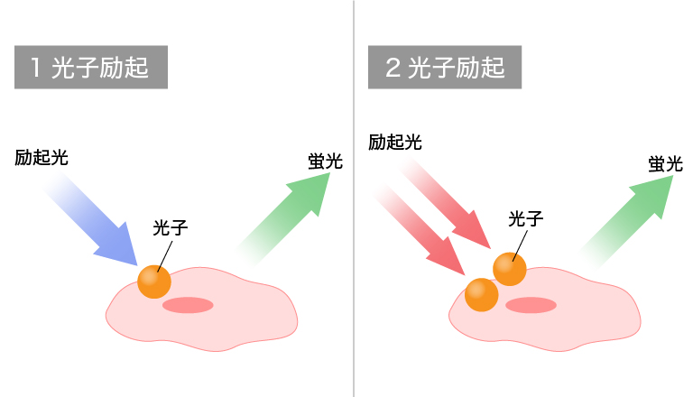 2光子励起の概念図