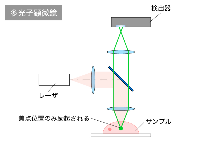 多光子顕微鏡の光学系模式図
