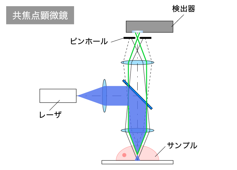 共焦点顕微鏡の光学系模式図