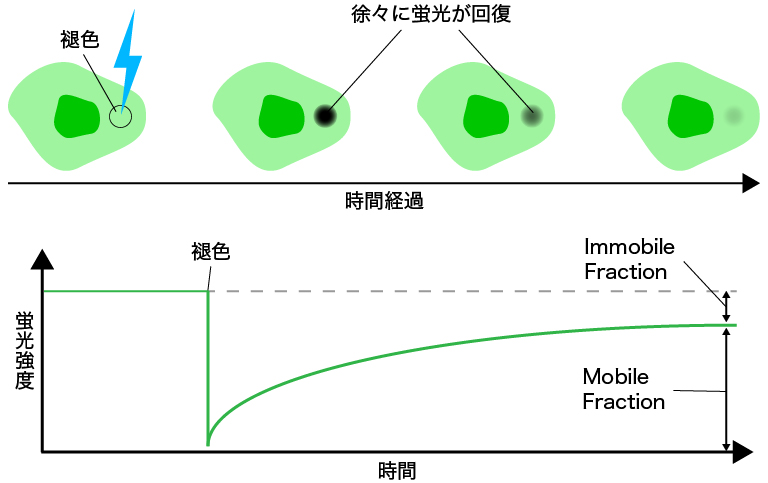 FRAPの原理
