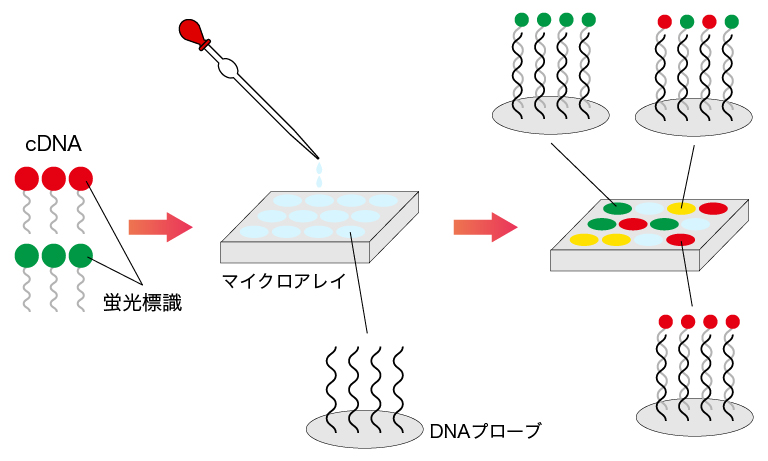 DNAマイクロアレイの測定の流れ