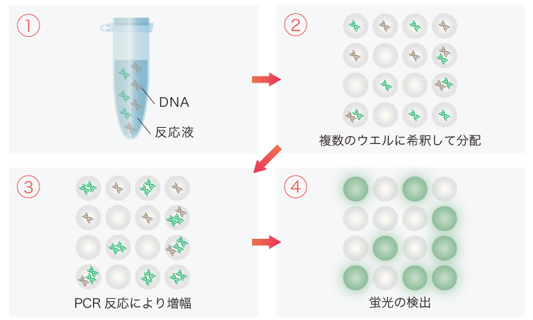 デジタルPCRの測定の流れ