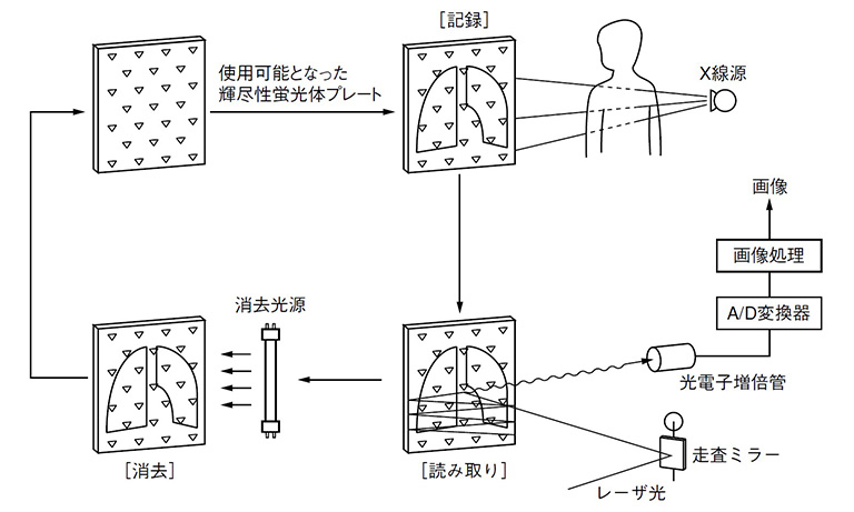 輝尽性蛍光体プレートによるX 線画像の取得