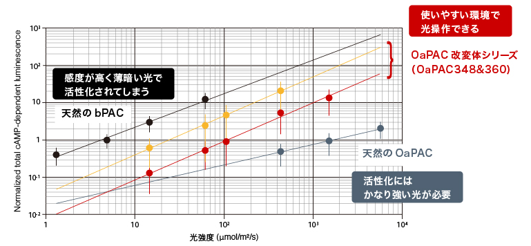 細胞内cAMP生成の光操作ツール