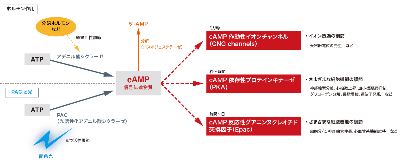 細胞機能の光操作