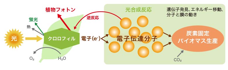 フォトンによる光合成評価技術