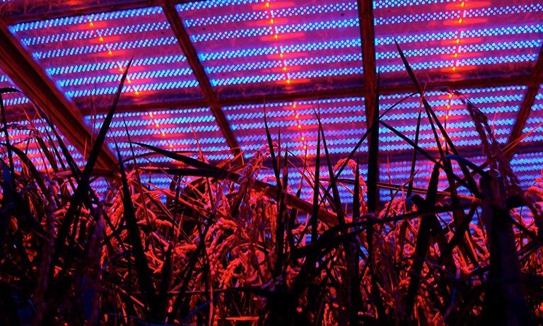 半導体レーザによるイネの人工室内栽培