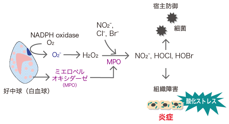 酸化ストレスの原因イメージ