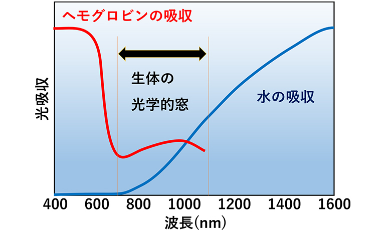 図4. 生体の光学的窓