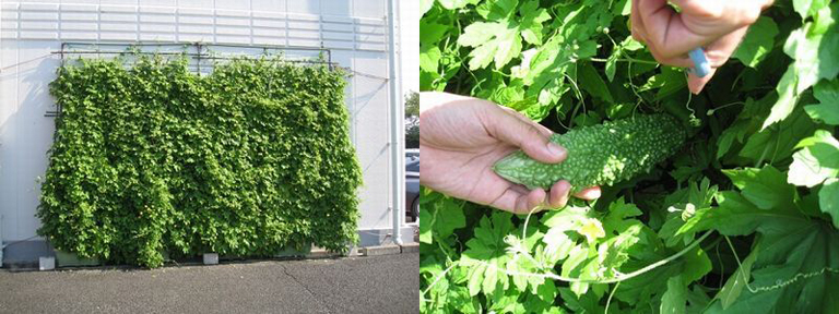 グリーンカーテン