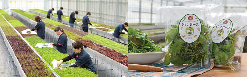 浜松ホトアグリの作業者、製品