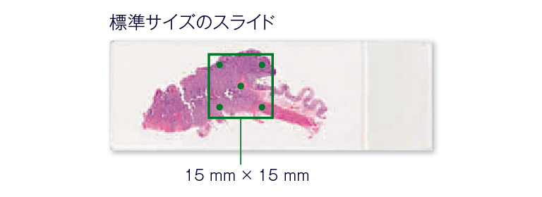 標準サイズのスライド