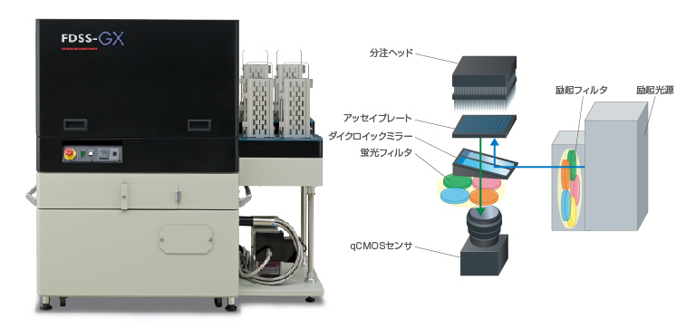 EpiFluorescence光学系