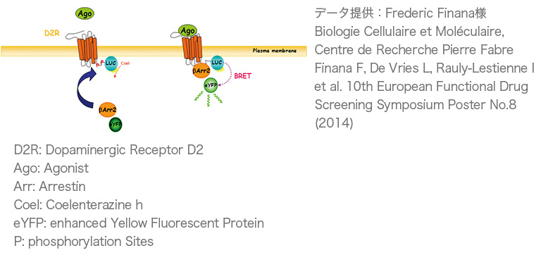 principle of β-arrestin BRET1- assay