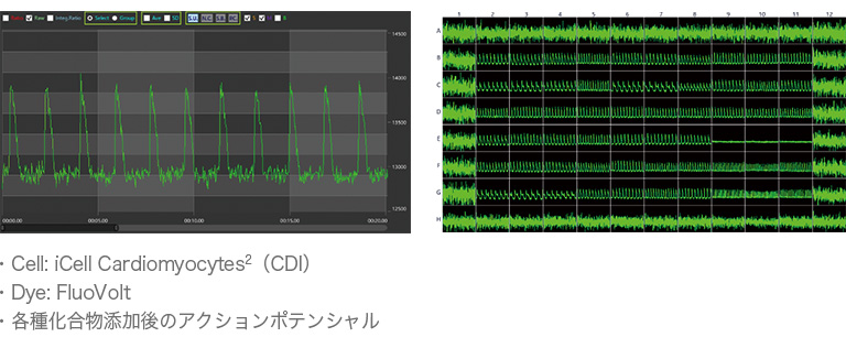 iPS細胞由来心筋細胞のアクションポテンシャル