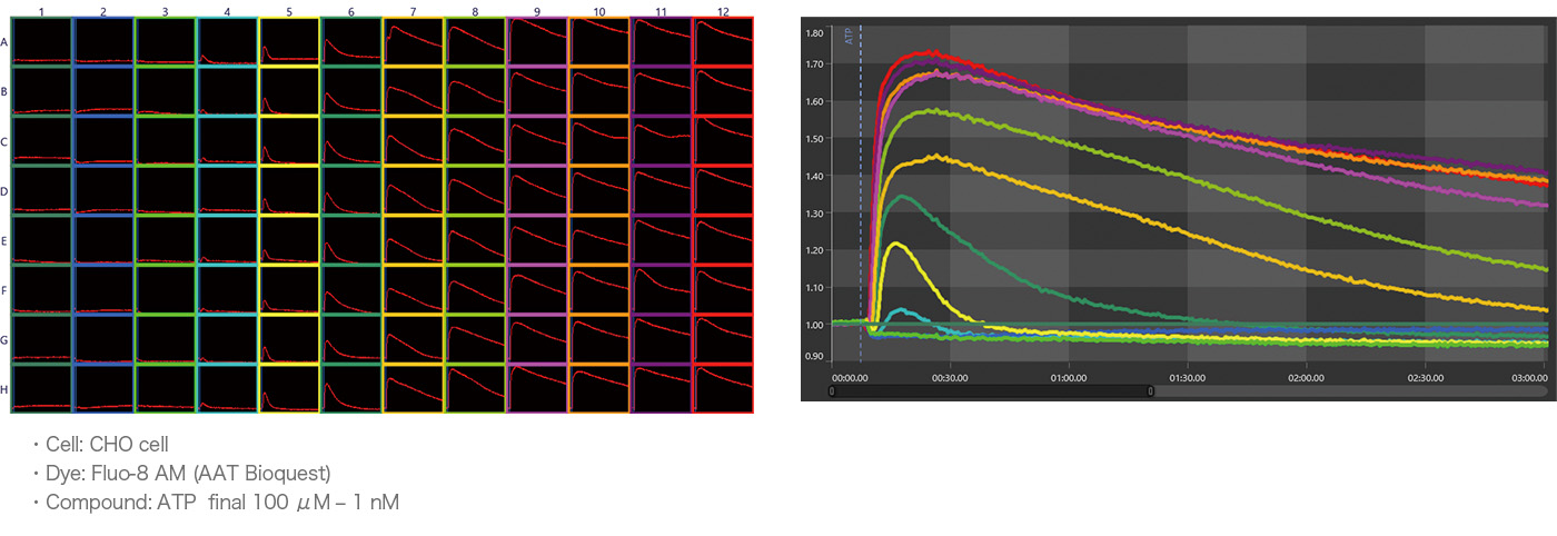 Evaluation of ATP dose response using Fluo-8 AM-stained CHO cells
