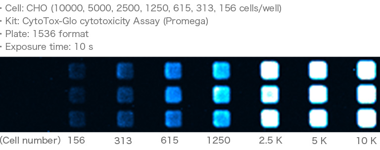 CytoTox-Glo cytotoxicity assay による細胞数評価