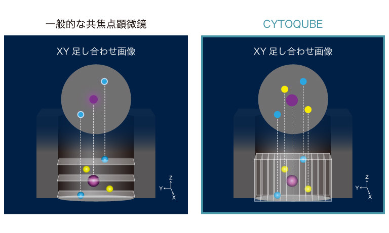 CYTOQUBE シームレスな蛍光3次元画像