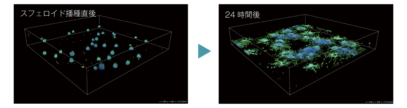 CYTOQUBE 細胞遊走/浸潤アッセイ