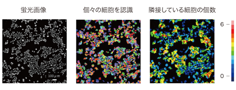 CYTOQUBE 隣接する細胞数の解析