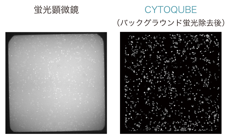 CYTOQUBE リアルタイム自動バックグラウンド蛍光除去