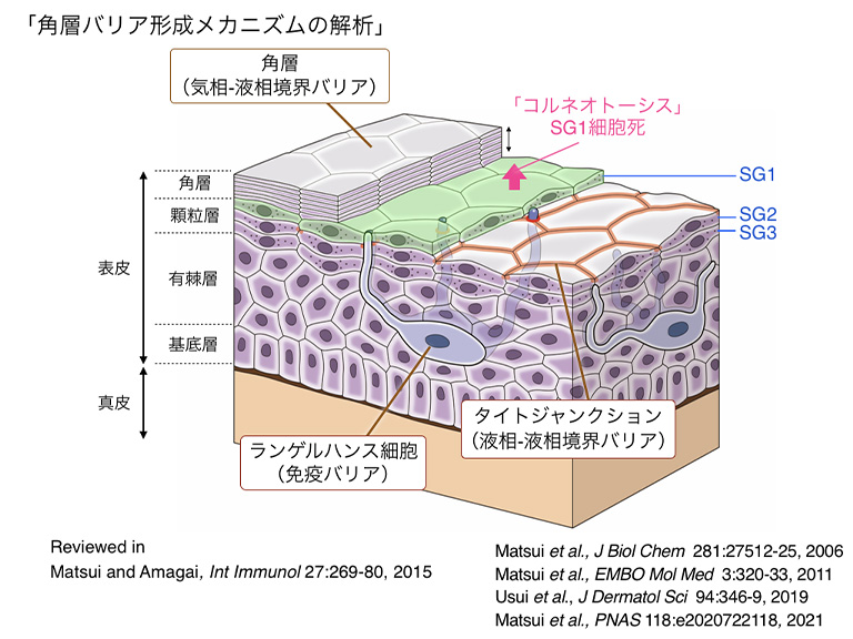 皮膚表皮組織の断面図