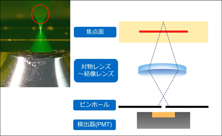焦点面外から発した蛍光の除外の概念図