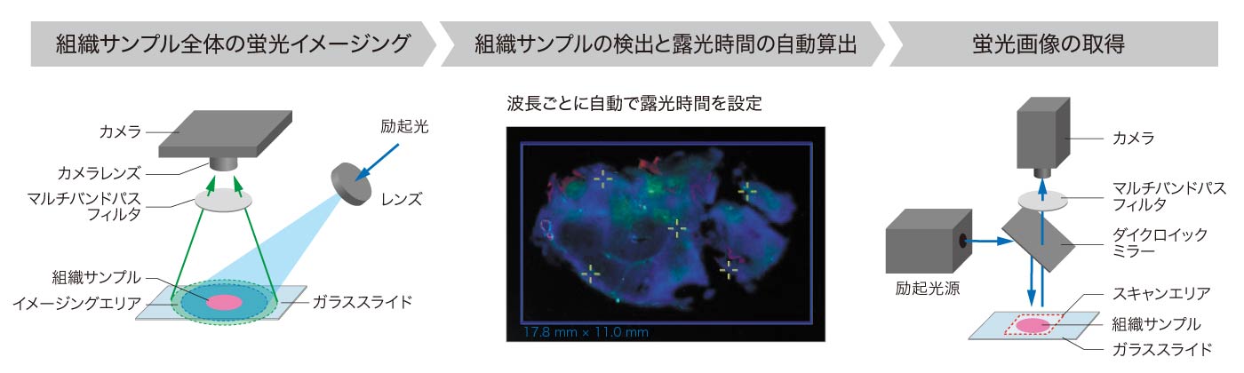 蛍光画像の取得まで