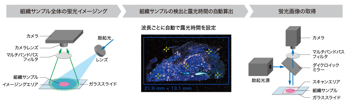 蛍光画像の取得まで