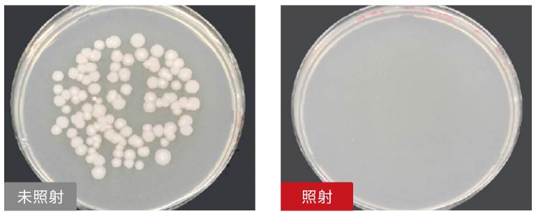 滅菌：枯草菌の滅菌