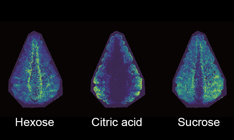 果物のイメージング