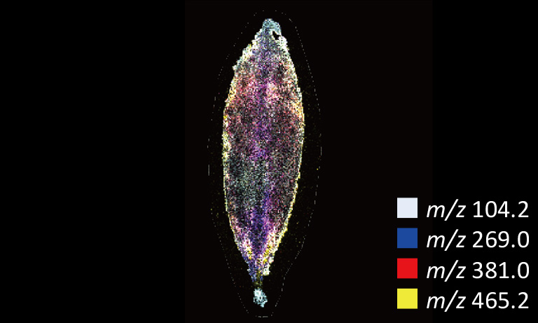 葉面のイメージング