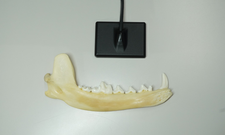 Test sample of dog jaw and teeth for X-ray